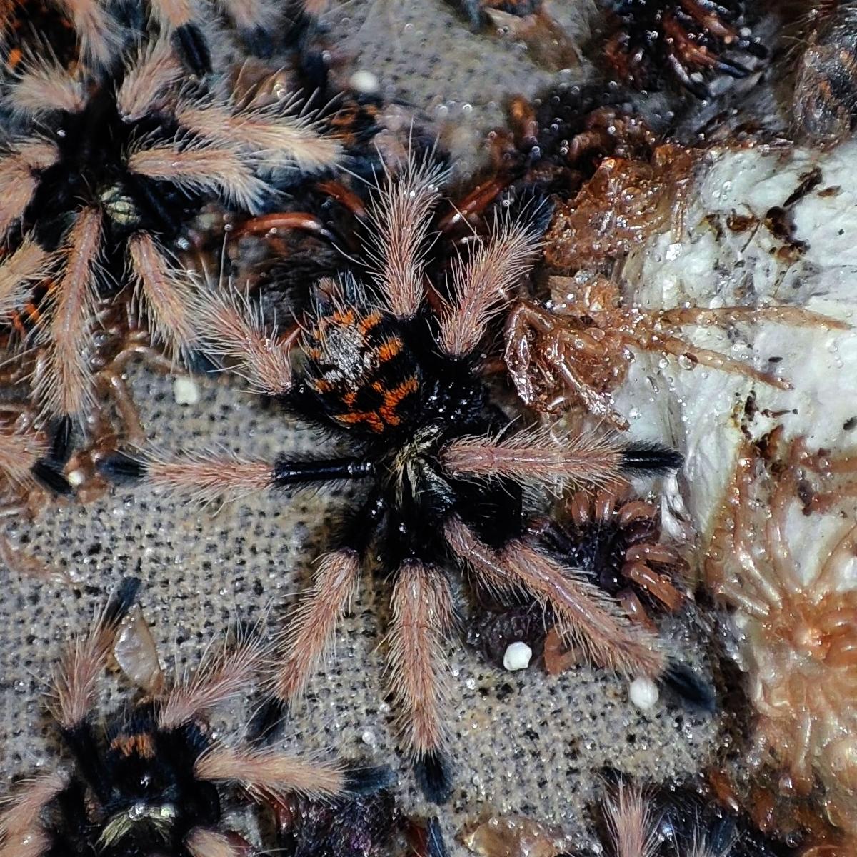 Chromatopelma cyaneopubescens